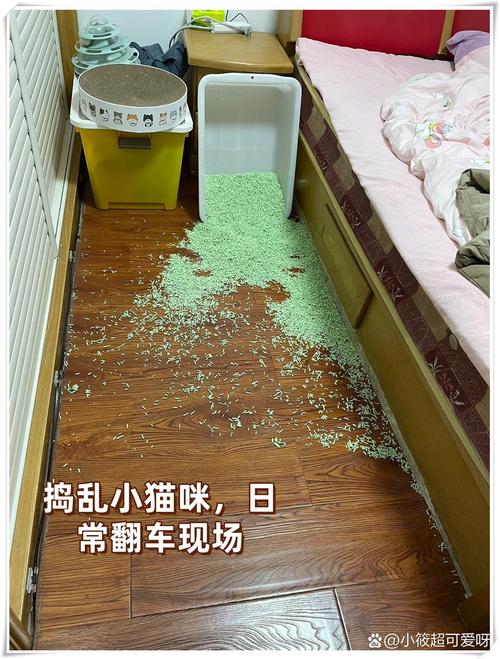 猫咪独自在家打翻猫砂破坏现场图