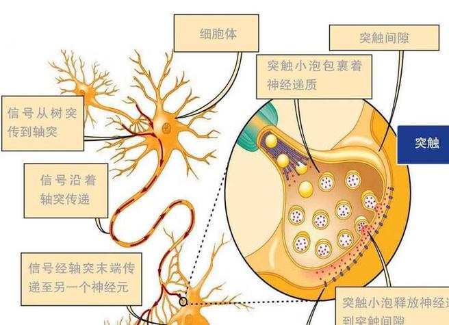 幼儿大脑神经突触连接示意图