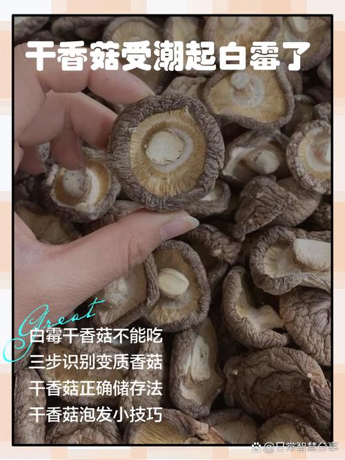受潮发霉的干香菇特写