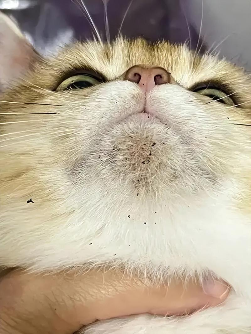 家养橘猫轻度猫黑下巴实拍图