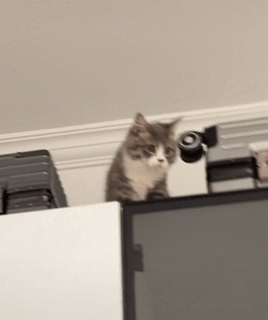 被电钻噪音吓躲进衣柜顶的橘猫