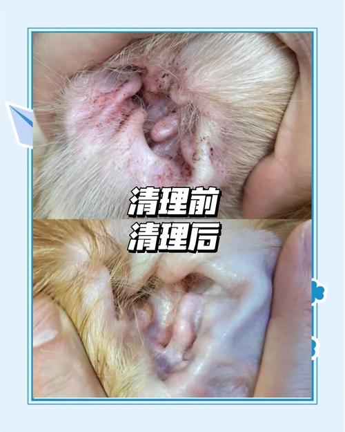 狗狗健康耳道与耳螨感染耳道的对比实拍图