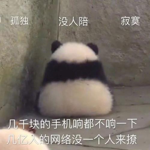没人陪的寂寞,才是长期拆家的核心