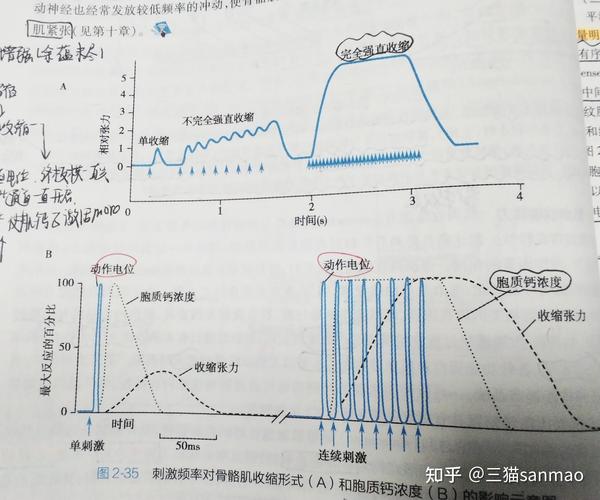 脉冲神经元膜电位与发射示意图