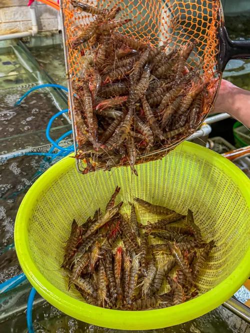 北戴河石塘路市场鲜活带黄皮皮虾摊位
