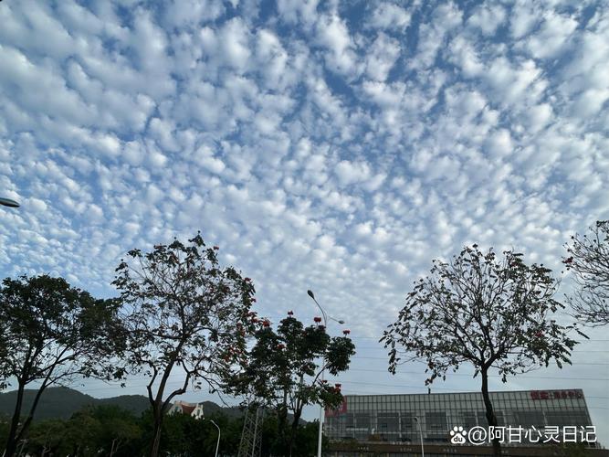 厦门八市清晨地面散落的鱼鳞特写