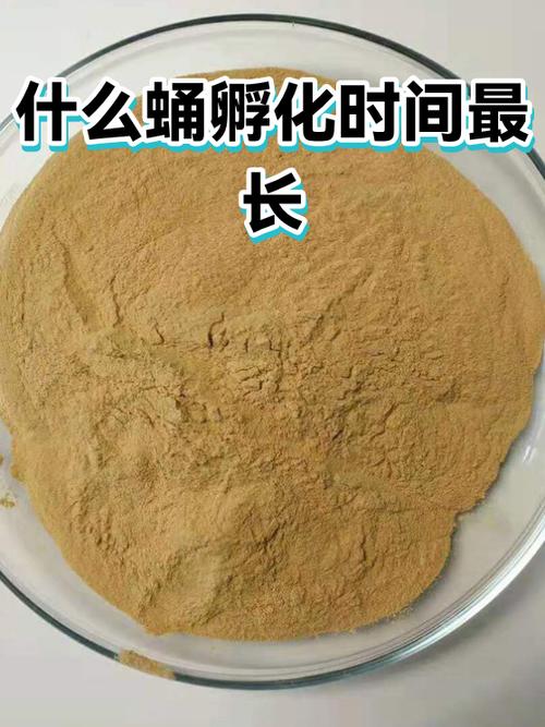 现在的孩子,连“当蛹”的时间都被占满了