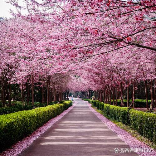 成都植物园樱花大道