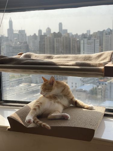 橘猫趴在窗边实木猫爬架上晒太阳