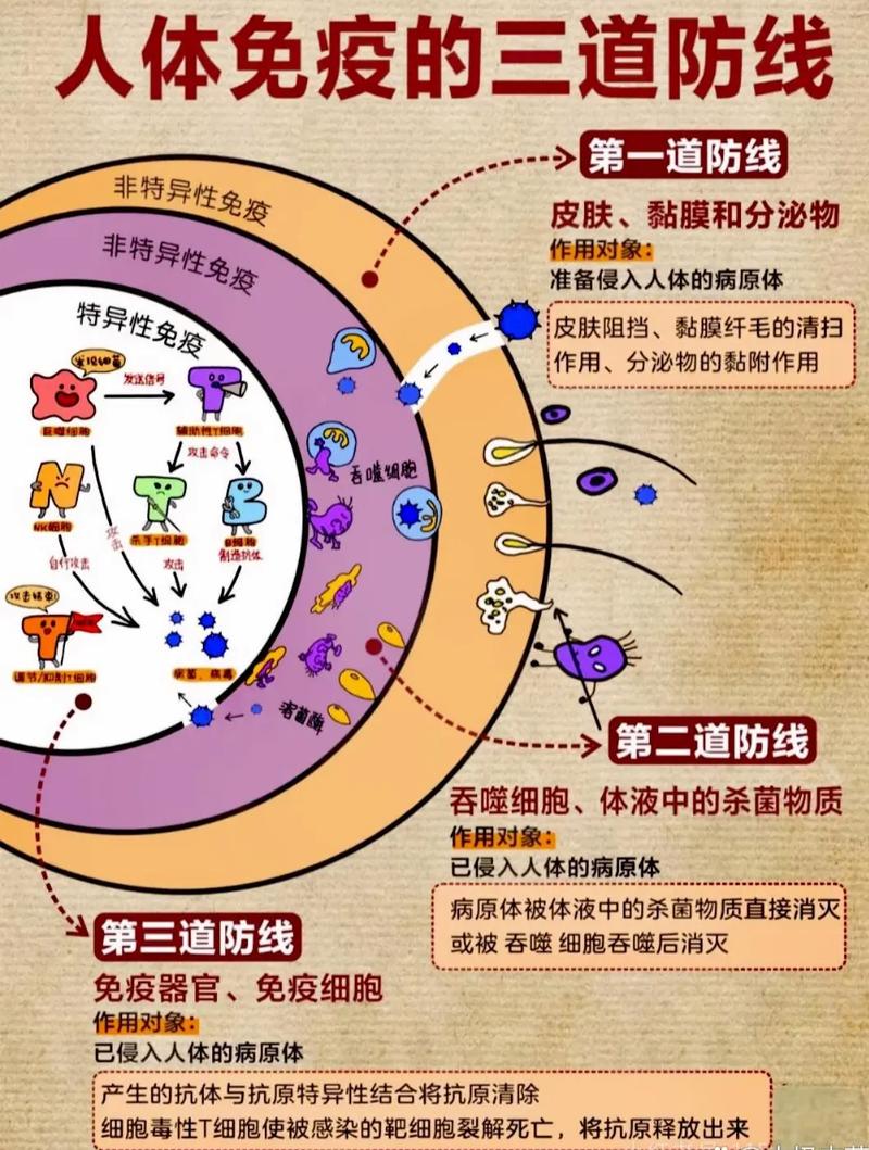 健康的玄关,也是身体的防线