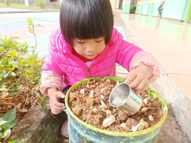 小孩把酸奶盒种的大蒜芽举到妈妈眼前