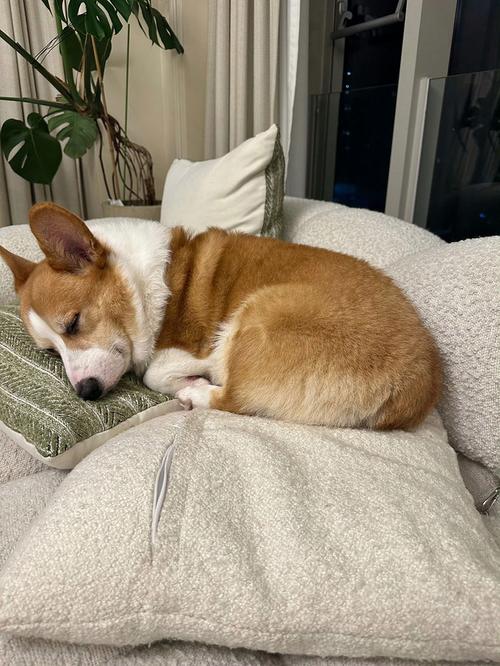 家养柯基犬趴在沙发休息日常照