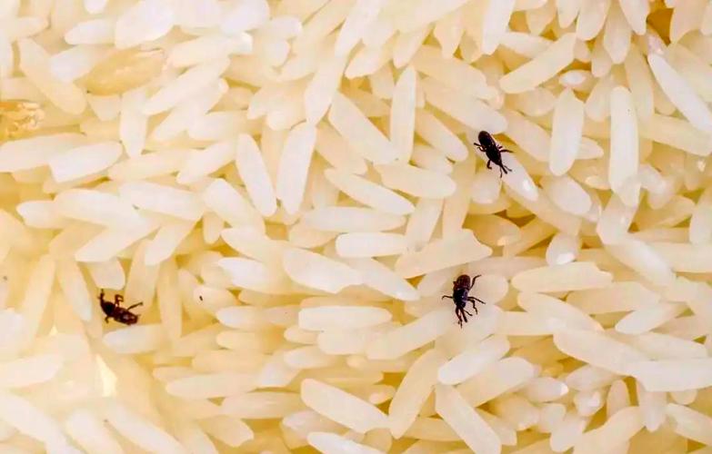 米缸中米象成虫特写照片