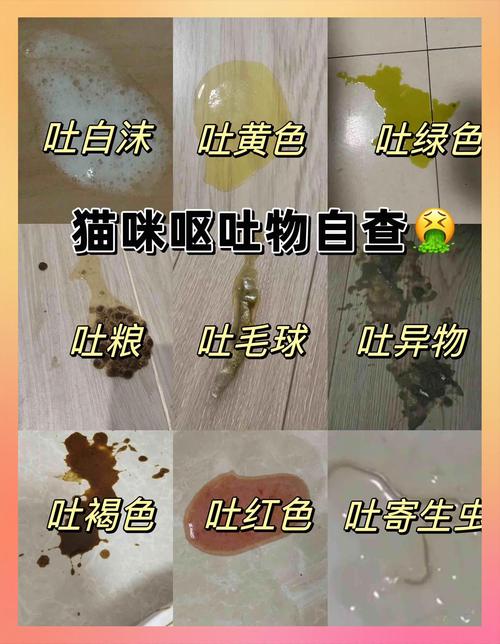 猫咪生理性与病理性呕吐物对比图