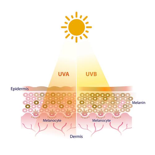 紫外线UVA和UVB对皮肤穿透深度示意图