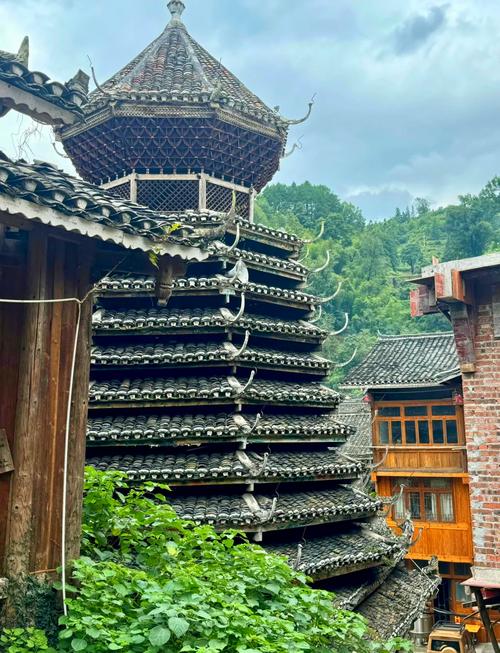 肇兴乌米树叶染黑，摸到黑的温度