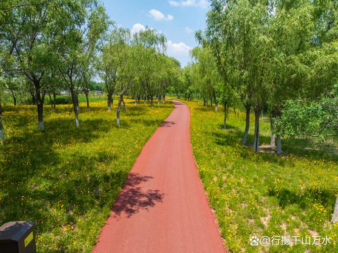 城市中心绿道旁春日芦苇荡观景台