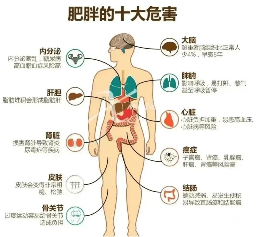 过快减重对身体不良影响示意图