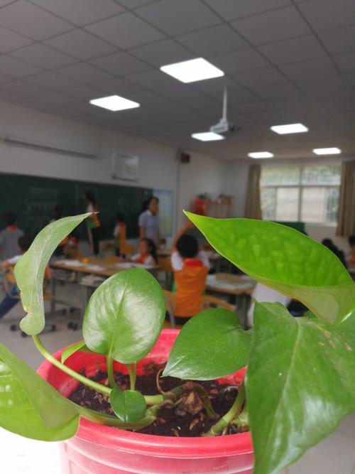 教室走廊里学生靠墙摸绿萝叶片的背影