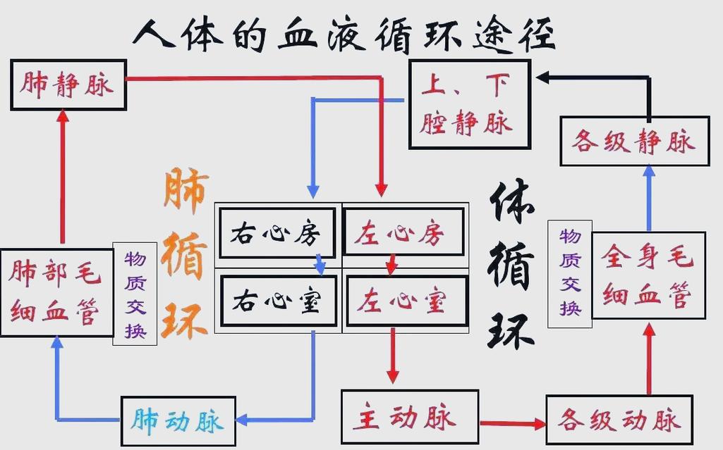 晨起人体放松状态血液循环示意图