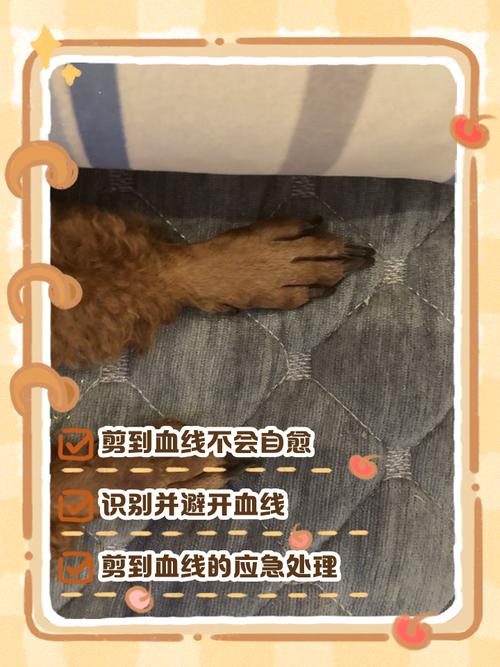 真剪到血线出血了？别慌这么处理