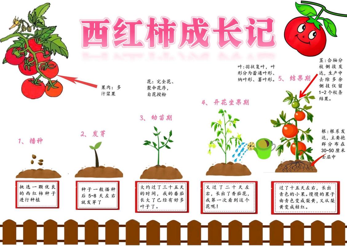 亲子阳台种植番茄儿童观察记录