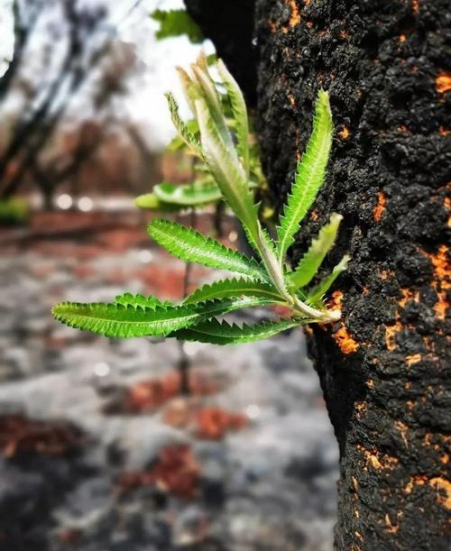 森林火灾后树干萌发新芽