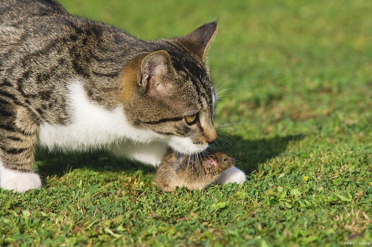 猫野外捕猎玩弄猎物