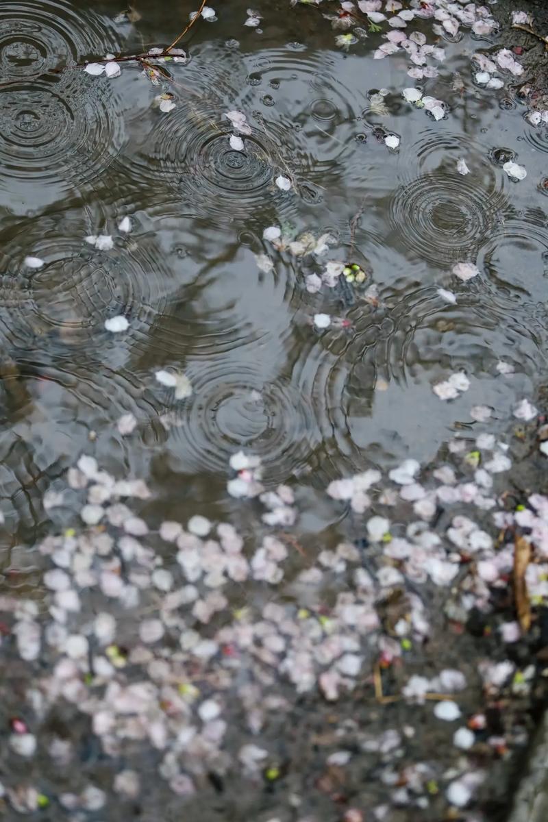 别让花瓣雨刮走你的钱包