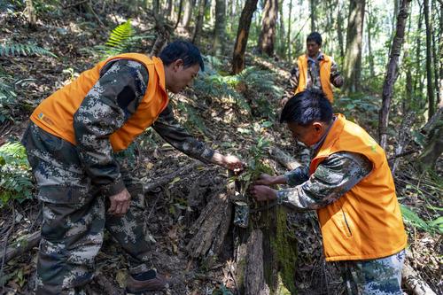 高黎贡山生物多样性红外相机阵列布置图