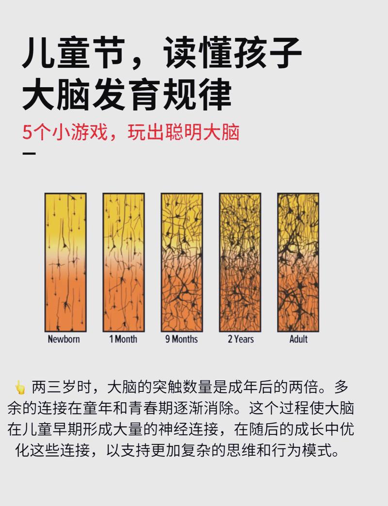 儿童早期大脑发育敏感期突触修剪示意图