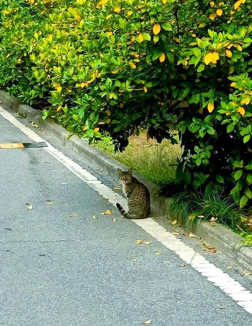 小学生校园门口调研流浪猫活动记录场景