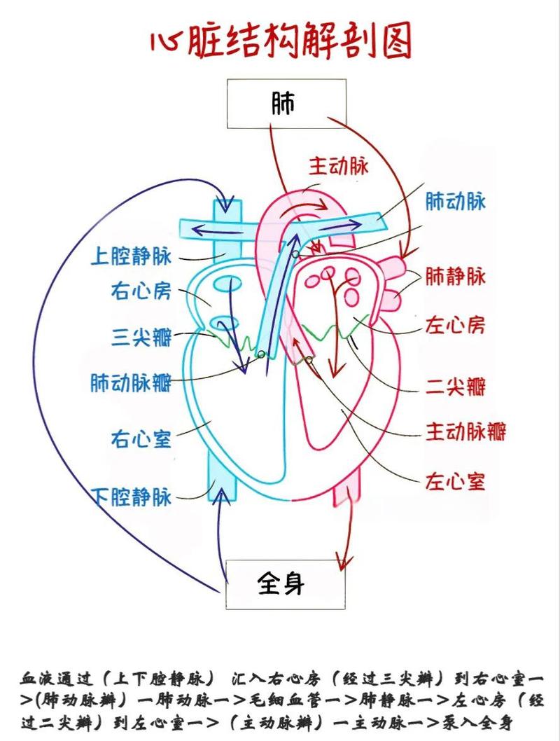 人工心脏内部血液流场模拟云图
