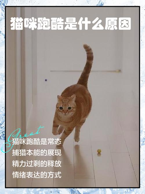 说真的，猫半夜跑酷，就是它骨子里的东西