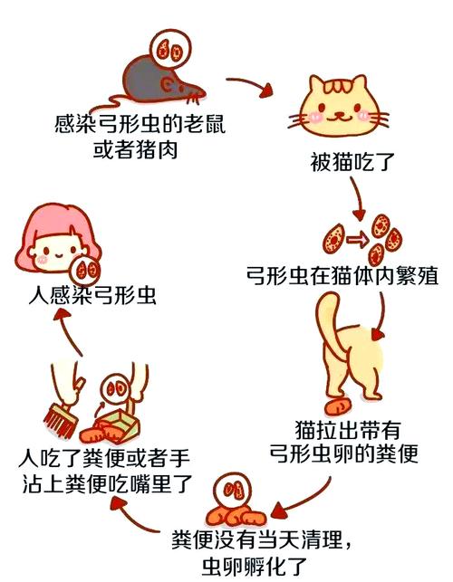 家养猫咪弓形虫感染传播路径图