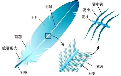 鸟类不同部位羽毛结构显微观测图