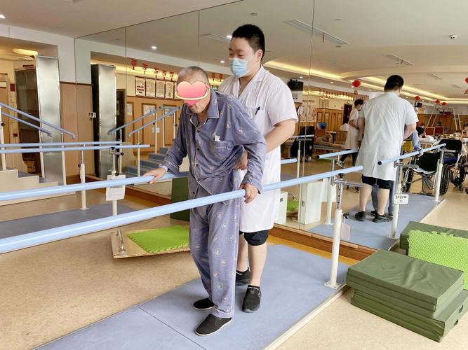老年犬在室内平道慢走康复训练实拍