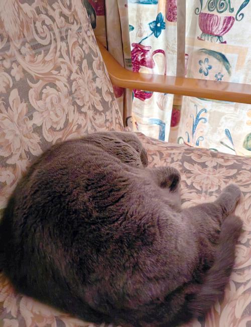英短猫缩在沙发角落捂着肚子的实拍图