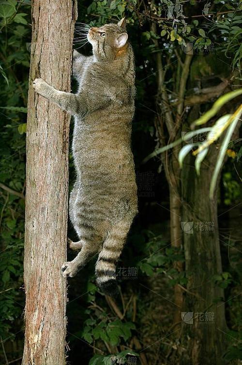 野生欧洲野猫在树干顶端休息观察
