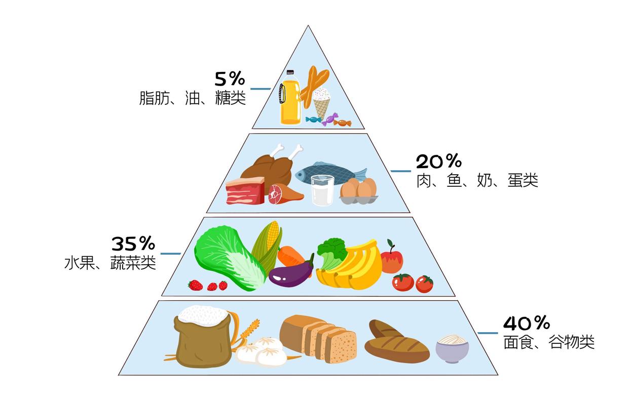 健康成年人三餐能量占比分配示意图