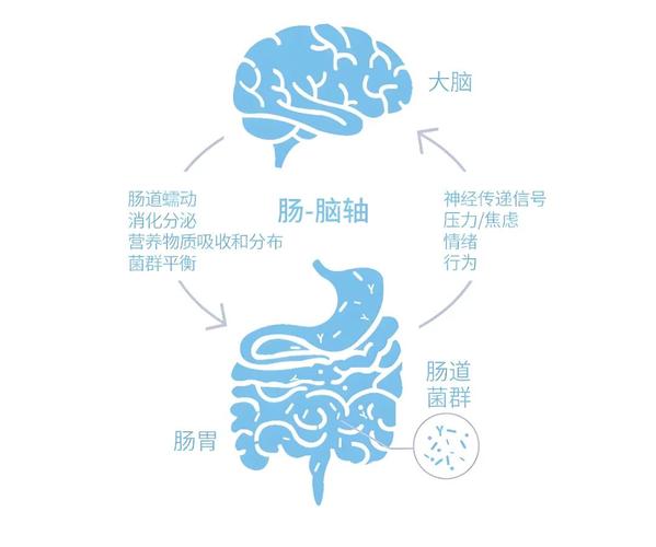 肠道与大脑连接示意图 益生菌食物