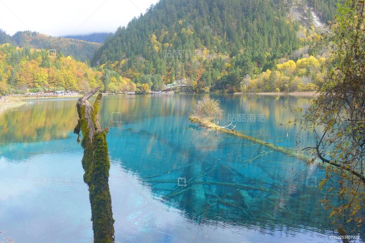 九寨沟五花海岸边钙化落叶近景
