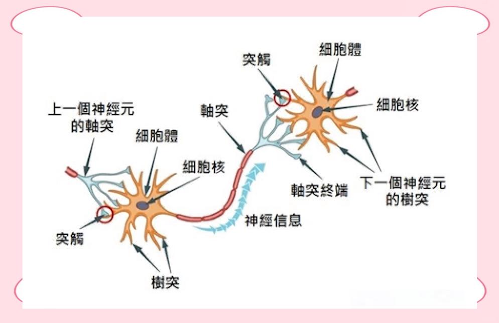 脑神经网络突触连接与记忆形成示意图