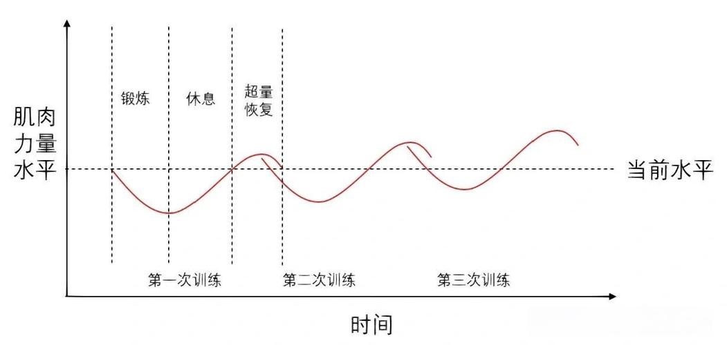 肌肉纤维在抗阻训练后微损伤与超量恢复示意图