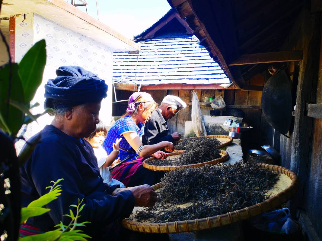 云南西双版纳古茶树传统制茶技艺传承现场