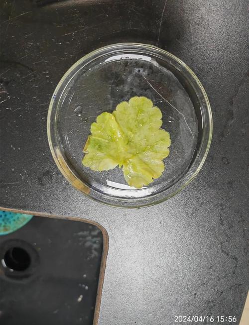 淀粉也能“无中生有”?中国科学家的这个成果,让我开始怀疑高中化学