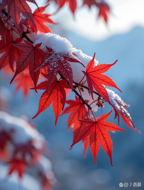 川西高原雪山背景下的红色枫叶