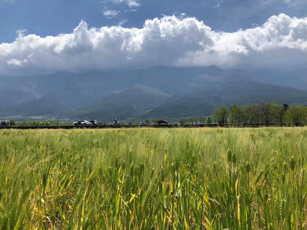 喜洲麦田与苍山