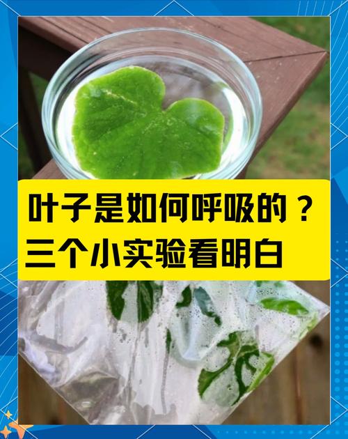 三、「绿植实验室」:被植物包裹的呼吸感