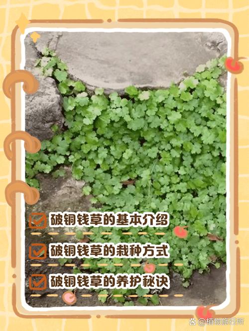 🌿 环保与收尾,别踩坑